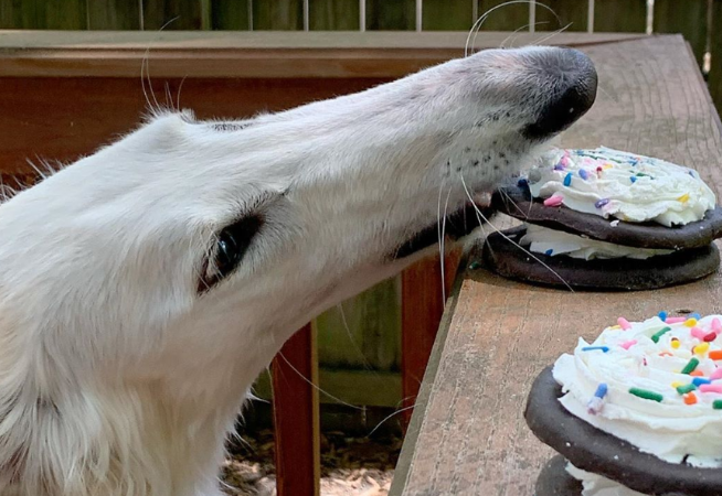 这类牧羊犬你见过吗？鼻子长达31公分，网友：确定不是修的图？