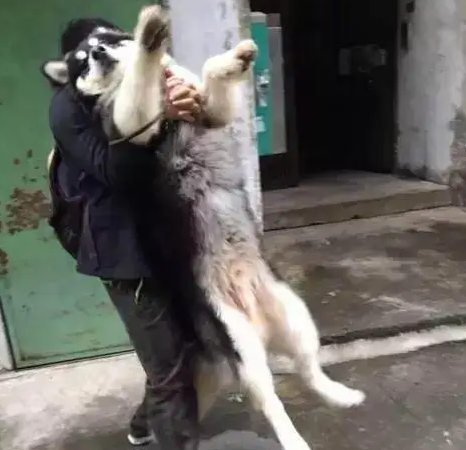 有洁癖的阿拉斯加犬，下雨天不愿走路，缠着主人要抱抱！