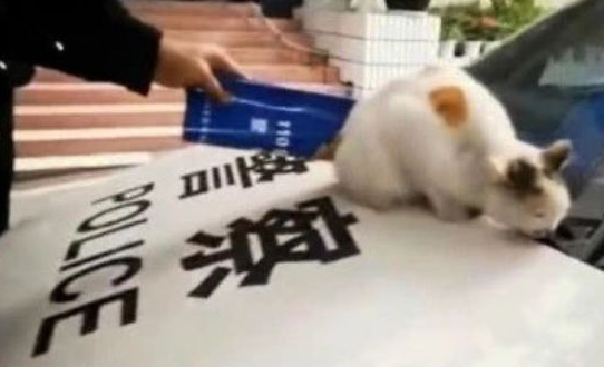 猫咪“霸占”警车，好在警察们有耐心：请跟我局子里走一趟 