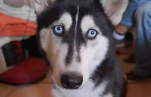 哈士奇本是西伯利亚雪橇犬，结果却在南方冻成狗，冬天需要取暖器