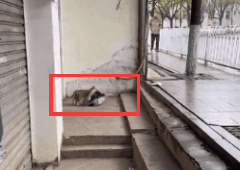 看哭了！猫咪拖着比自己大的猫窝走了很远，无数人想将它领养回家，却发现...