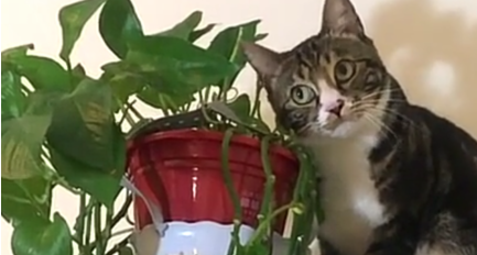 猫咬花被主人责备，它却露出这表情，主人：你丢我白眼几个意思？
