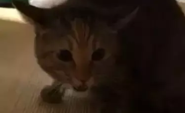 在外面摸了野猫，回家被家里的猫发现了，猫：你身上有它的香水味