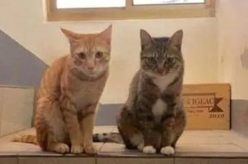 路上遇到一只孕猫，收编后肚子却突然“缩水”，医生：假性怀孕。