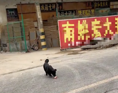 看到路边一只狗狗在蹦迪，开始觉得好笑，后来知道原因后只有心疼