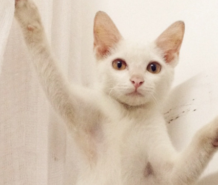 猫咪被主人关在蚊帐外，没想到聪明的猫咪最后这样溜了进去！