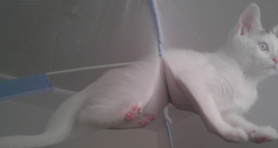 猫咪被主人关在蚊帐外，没想到聪明的猫咪最后这样溜了进去！