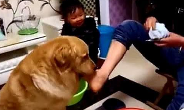 金毛对待主人和小主人时，截然不同的态度，主人：心机狗