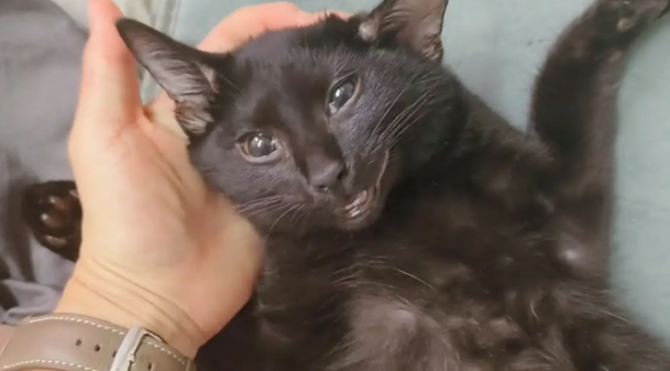 猫咪撞到女生的腿直接晕倒，当场就没了意识