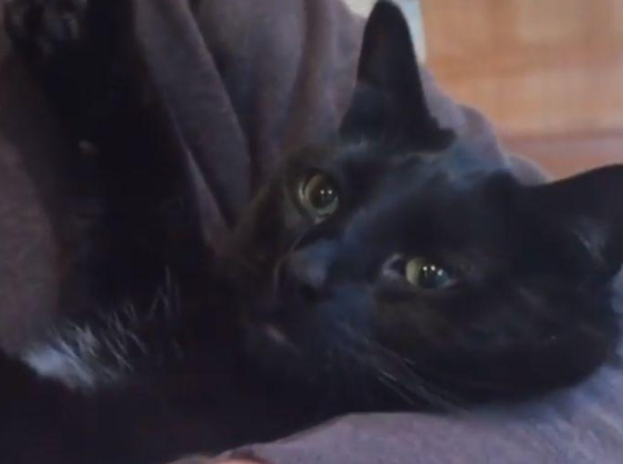 猫在厨房地板被电过，每次它经过厨房时，都让人笑喷