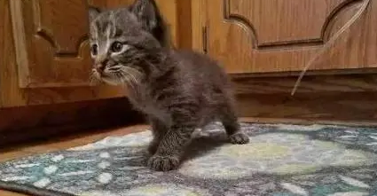 国外网友捡到只小奶猫，带猫检查时，被宠物医生告知不是猫