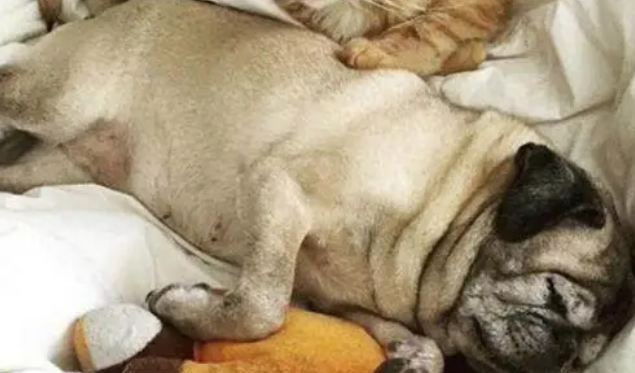 巴哥犬被当成繁殖工具7年，幸得救助后，做出的反应令人动容