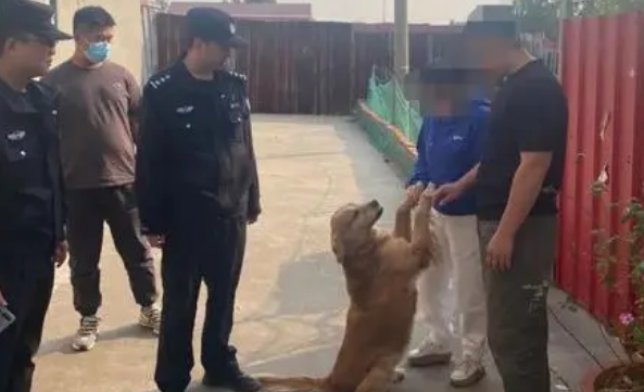 青岛高新公安抓获偷狗嫌疑人帮群众找回爱犬