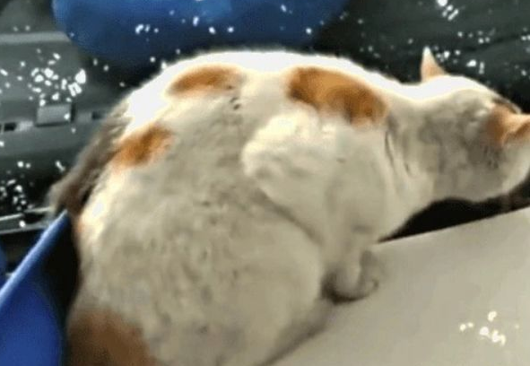 猫咪“霸占”警车，好在警察们有耐心：请跟我局子里走一趟 