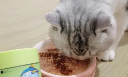 自制肉泥被猫嫌弃伪装猫条炫了4根