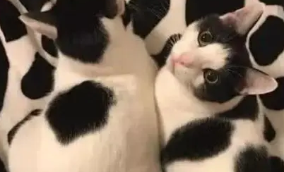 主人网购床单和猫咪撞色，睡觉时非常苦恼