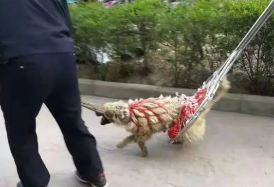 流浪狗太胆大，一条街咬了20多人，最后警察出动才制服流浪狗 