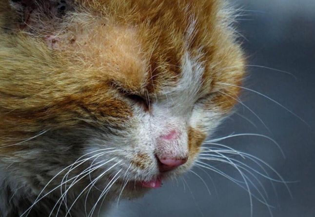 一群初中生虐待流浪猫，女孩制止后抱到医院