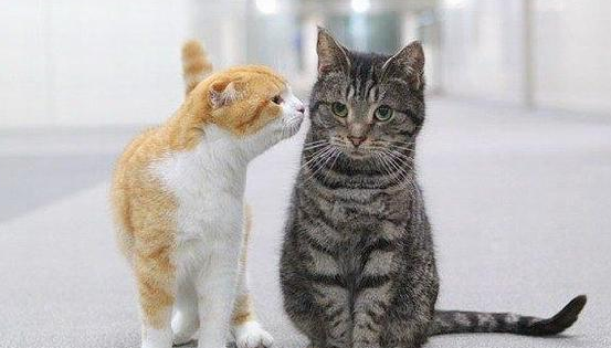 黄色的折耳猫 每天巴结黑猫 黑猫超高冷范！