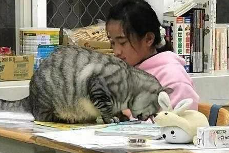 小猫咪为小主人看课本看小主人学习，画面简直不要太可爱！ 
