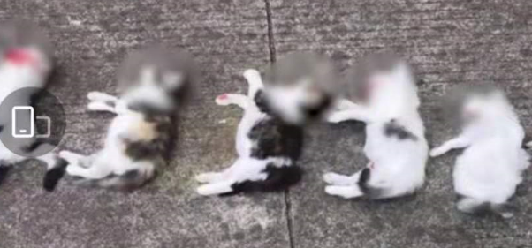 江苏常州一男子闯入前女友家摔死7只小猫，女方：很崩溃，已报警
