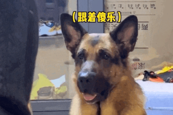 德牧送主人生日礼物，二哈不可置信退后几步：不是说不送礼吗