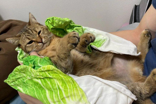 主人把乖巧的猫咪裹进毛毯里，变身猫咪娃娃菜