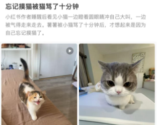 网友睡醒后，忘记摸猫被猫骂了十分钟