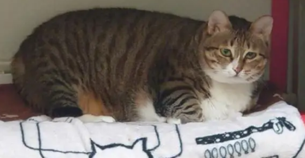 每次叫家里的猫咪起床时，猫咪都会赖上一会，赖床比铲屎官还厉害