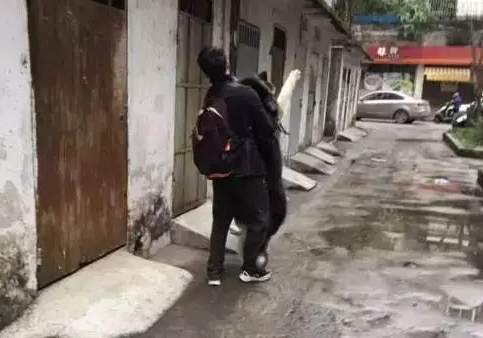 有洁癖的阿拉斯加犬，下雨天不愿走路，缠着主人要抱抱！