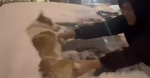 主人用柯基将爱车上的雪擦干净，狗：我不感冒一次，你是不知道有多贵