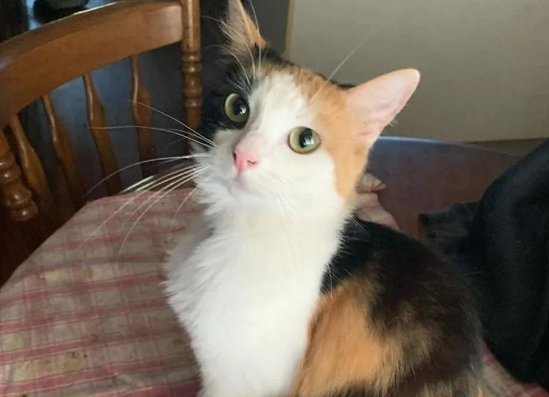 险些饿死街头的小奶猫，被好心人救助后变化巨大，超暖心！