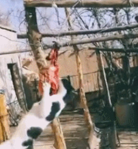 主人发现奶牛猫在偷吃院子的肉干，猫：我没偷吃，我只是在荡秋千