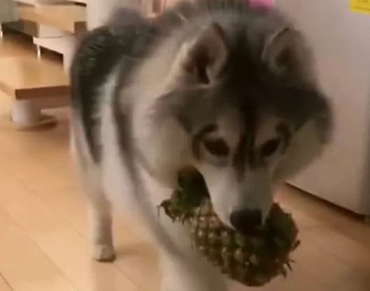 阿拉斯加犬不撕家！宠主：别在家里当搬运工了，做我的小可爱不好吗？