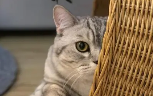 猫窝也能装“门禁”，人工智能果然可以改变生活