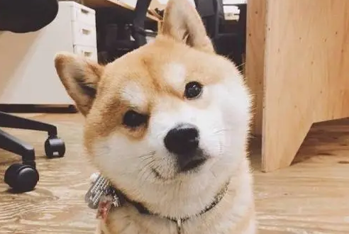 柴犬陪着小主人在家看动画片，主人特意的拍下了这一幕，暖哭了！
