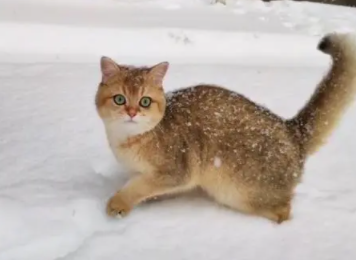 主人带猫出去看雪，但刚一出门猫咪却快“崩溃”了