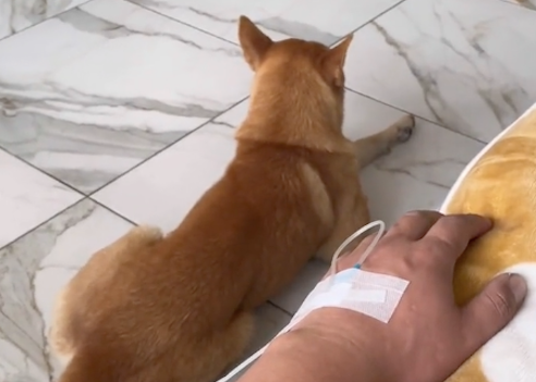 男子生病在医院打点滴，狗狗一脸担心陪在他身边，忠诚的田园犬！
