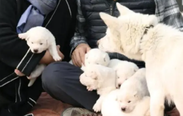 韩国友谊使节“丰山犬”何去何从？弃养风波后至今滞留动物医院