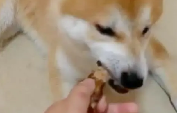 柴犬性格暴躁一摸就咬，已有多人被咬伤，主人抡起硬物就打