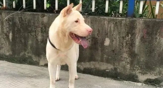 把土狗带回城后，不到5天狗子就在小区出名了