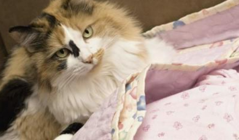 国外养的猫狗可以和婴儿亲近，而国内养的猫狗禁止接触婴儿？