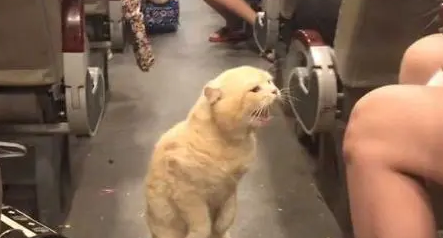 猫咪在火车上座位被抢，两后腿站起来