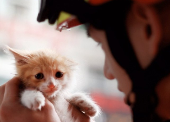 为救小猫连打火警电话 社会紧急救助资源该不该随意动用？
