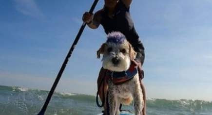 葡萄牙一只差点安乐死的流浪狗，被收养后开启酷炫冲浪狗生