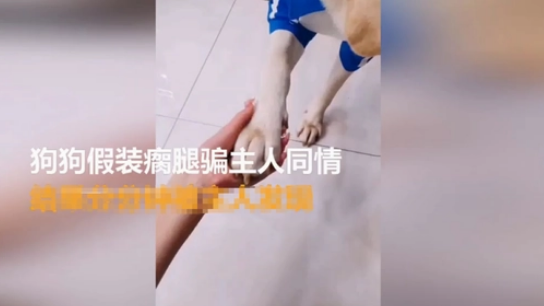 狗狗突然瘸了主人带它去看病，花了1700以后医生说它是装的