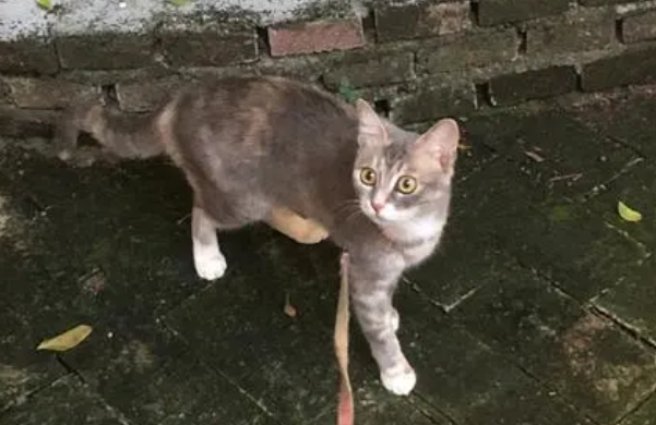 春季是个不用“买猫”的季节，去路边捡猫，你只需要做3个准备！