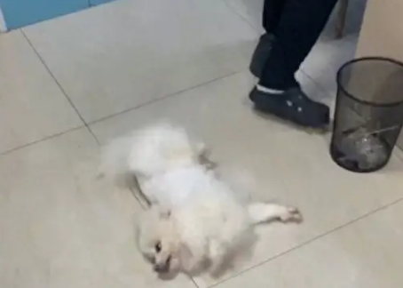 狗狗送去宠物店洗澡，剪发到一半忽然就倒地抽搐起来！