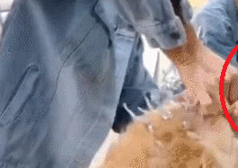 金毛被带去做锡纸烫，坐在镜子前的它表情逐渐呆滞：这是啥造型？
