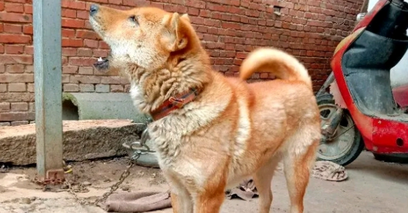 土狗睡醒伸了伸懒腰，突然仰天狂吠，狗：练练嗓音